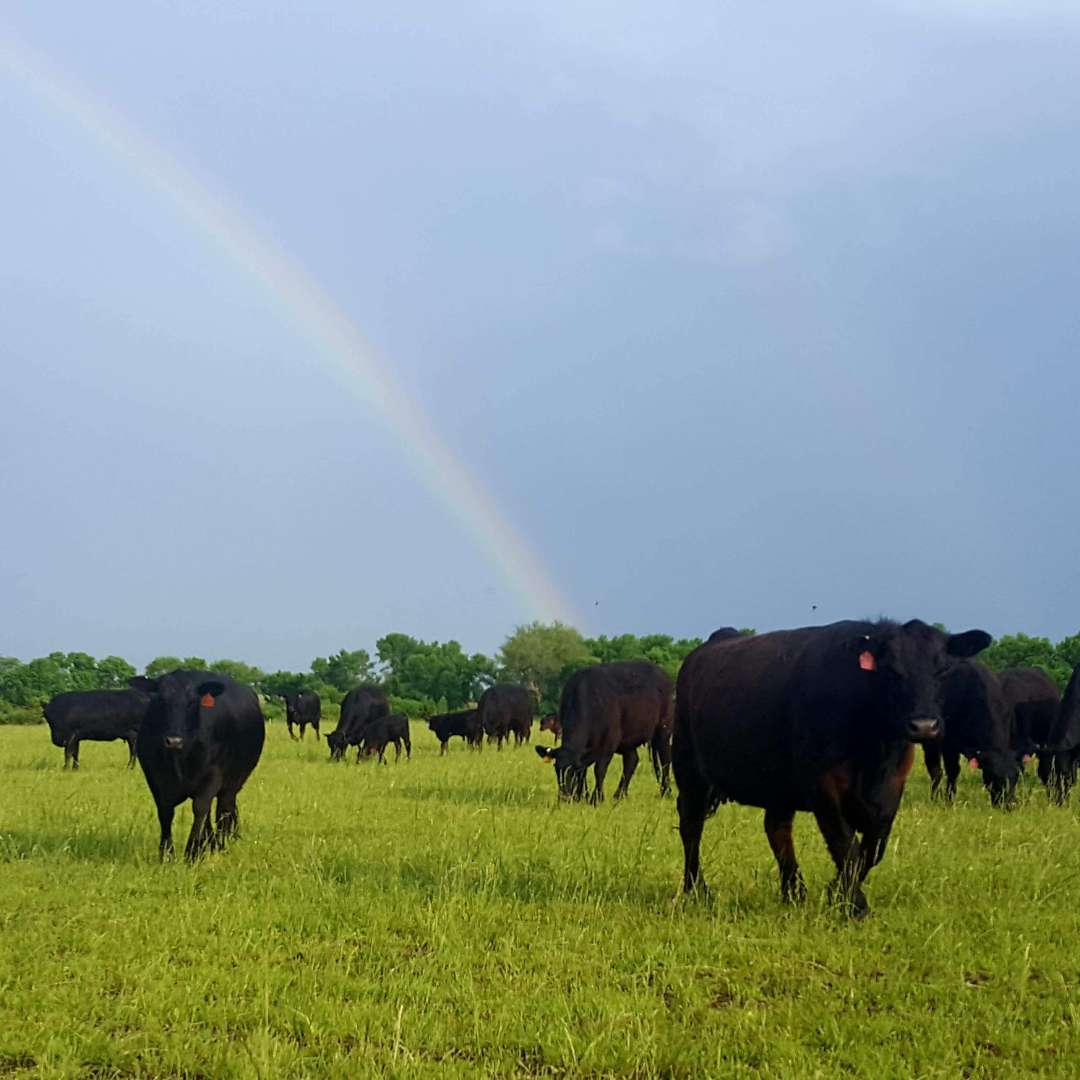 All vendors Loncorich Family Farms Beef Roasts & BBQ Short